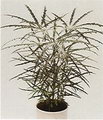 False Aralia
